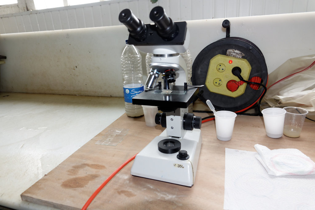 Observation du plancton au microscope