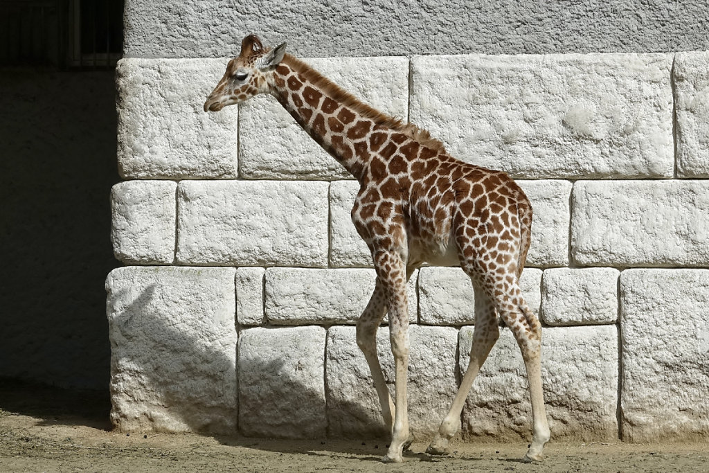 Jeune girafe