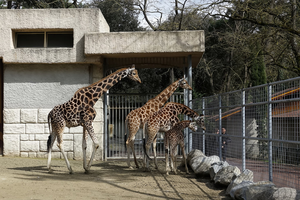 Les girafes au complet