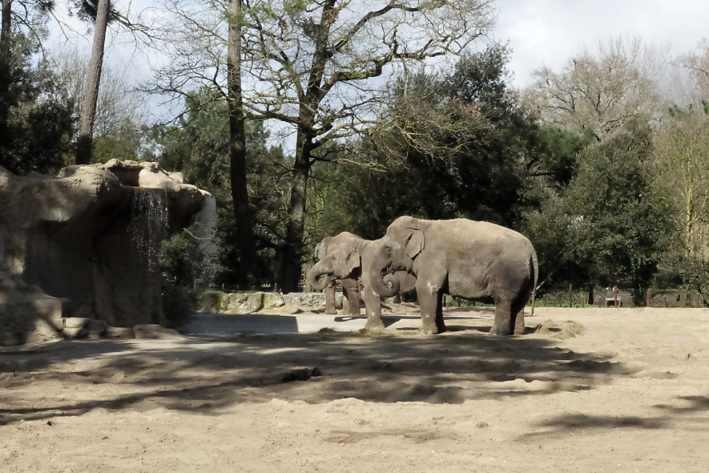 Les femelles éléphants