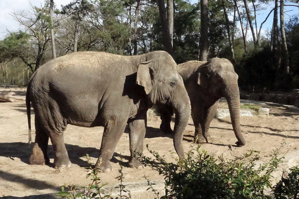 Ces dames viennent au contact