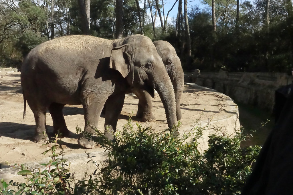 Curiosité ou attente de friandise