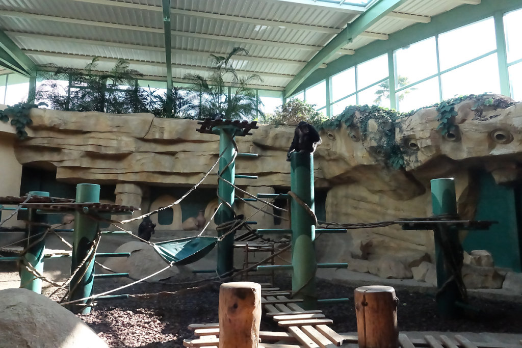 Le groupe des chimpanzés non reproducteurs