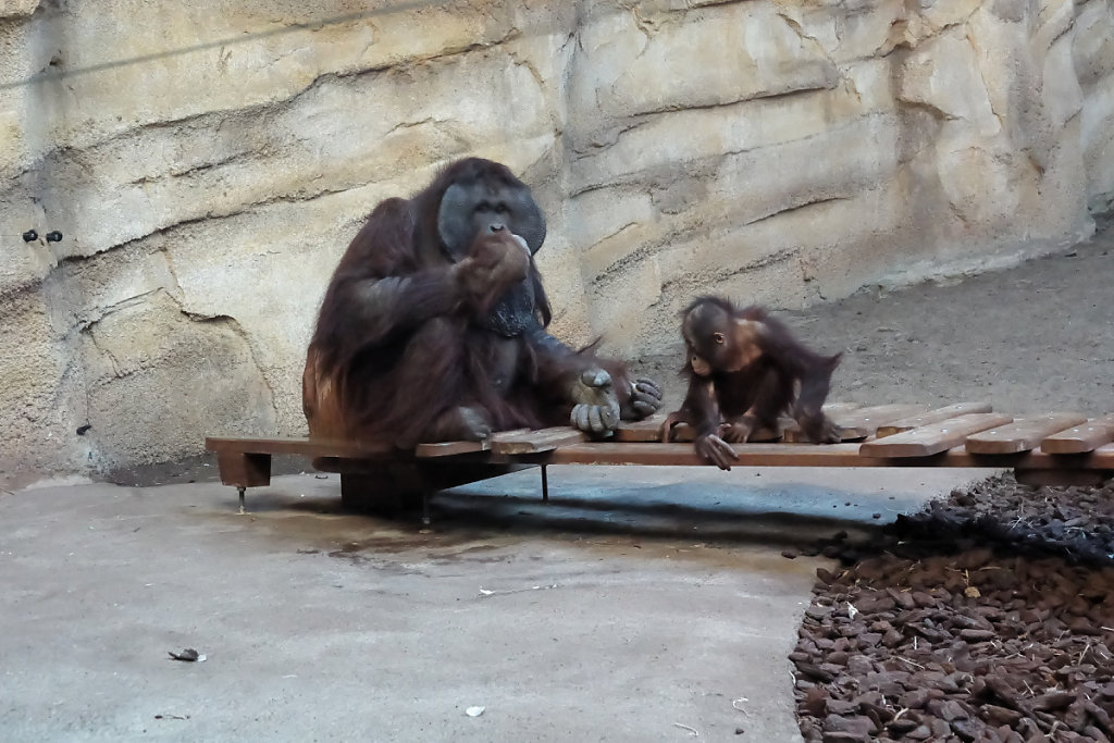 Orangs-outans père et fils