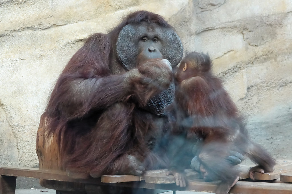 Le disque facial du mâle adulte