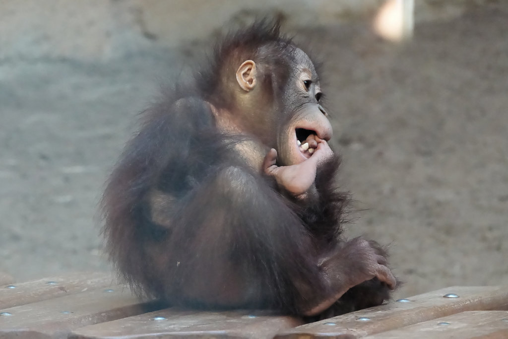 3 ans d'espiéglerie ...