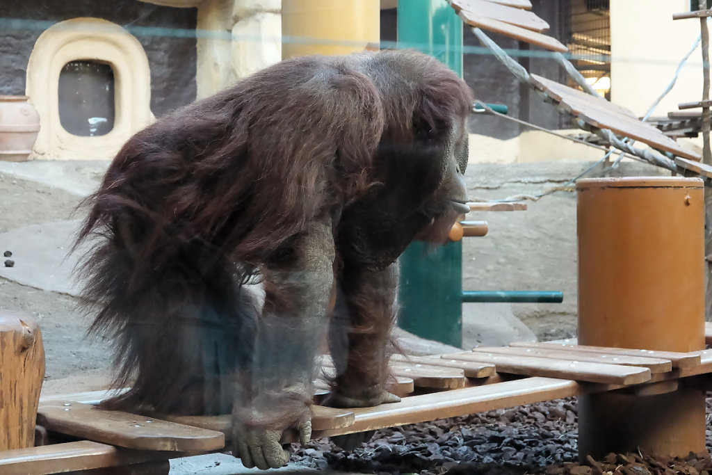 e mâle, 2,70m d'envergure