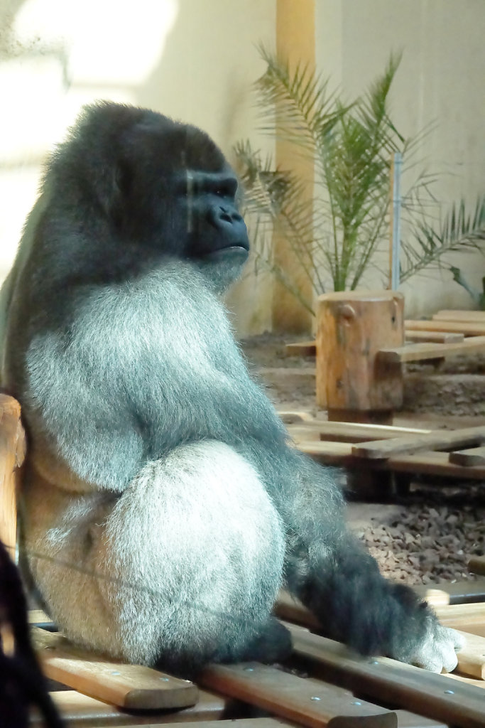 Gorille dos argenté