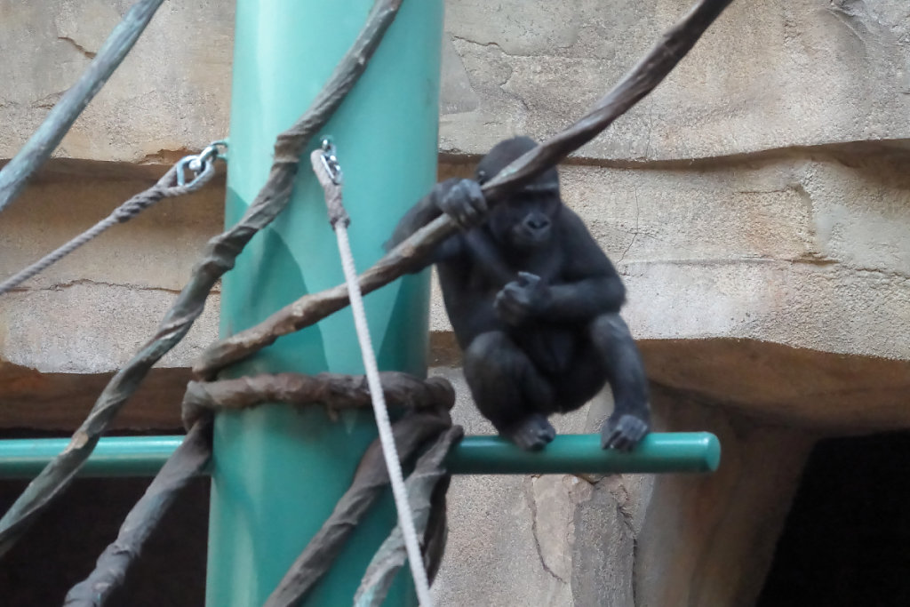 Femelle gorille des plaines