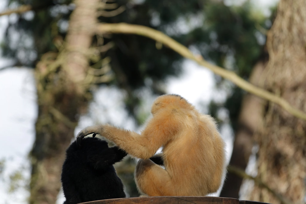 Gibbons