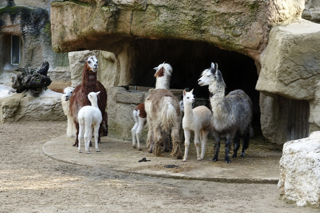 Le groupe des alpagas