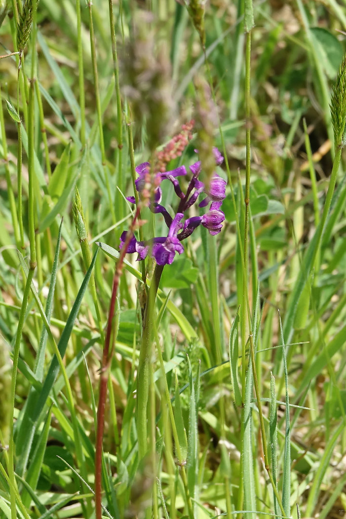 Anacamptis  Morio