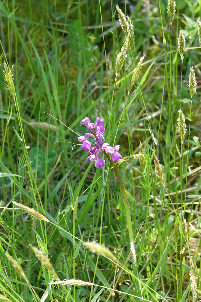 Les Orchidées d'Oléron