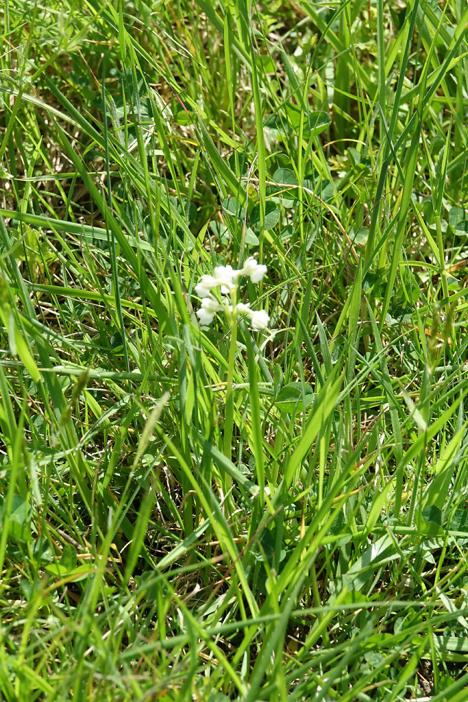 Anacamptis Morio blanche
