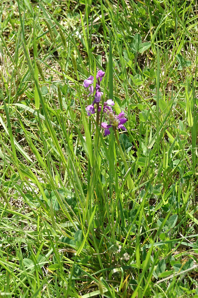 anacamptis morio
