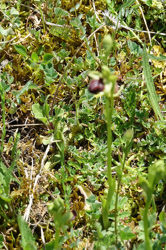 ophrys passionis