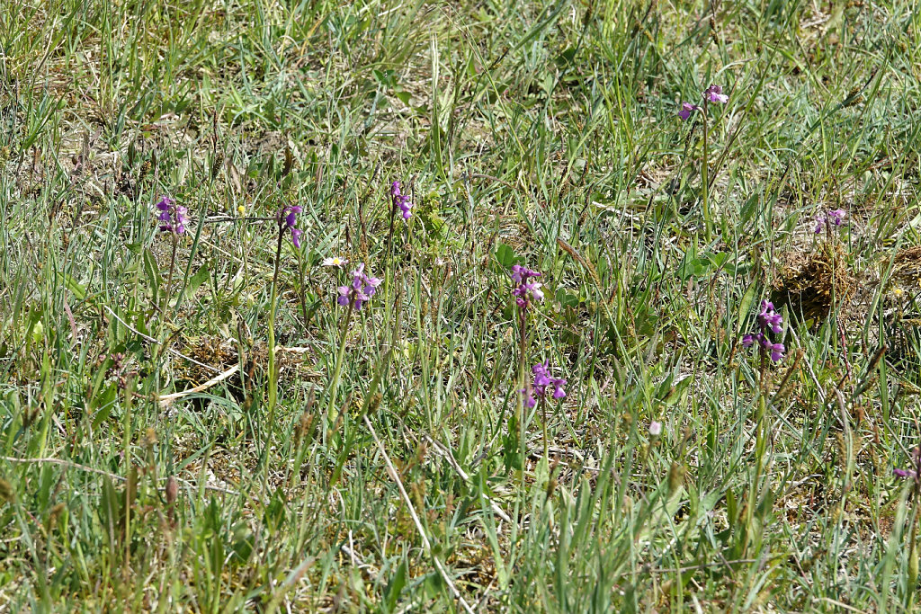 anacamptis morio