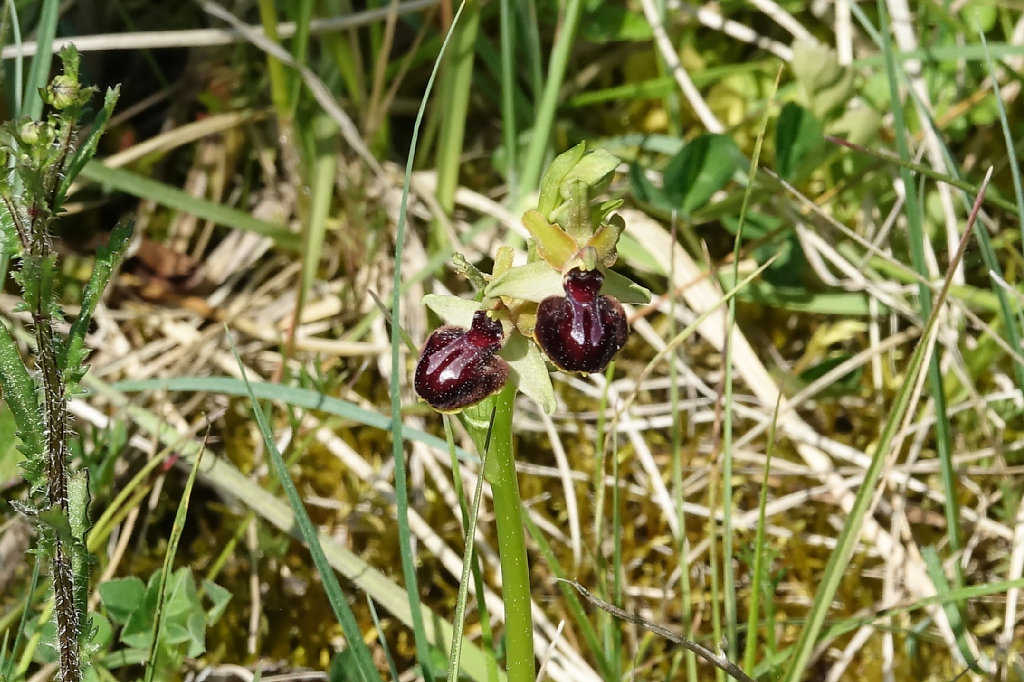 ophrys passionis