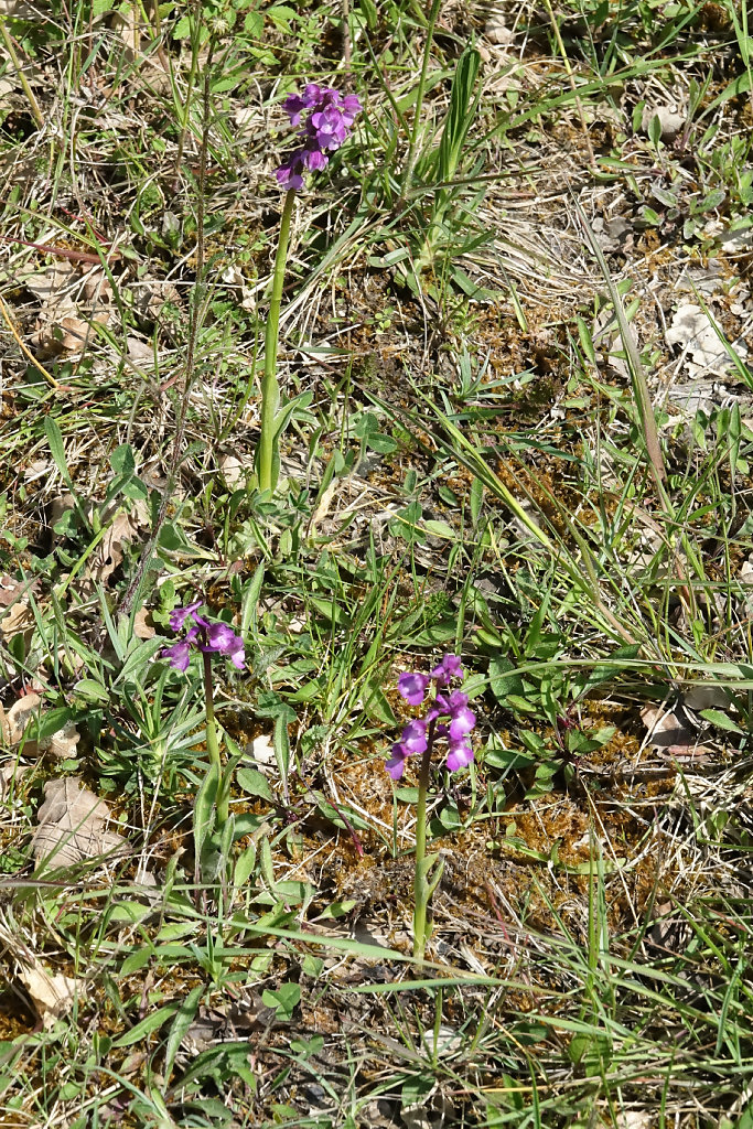 ophrys morio
