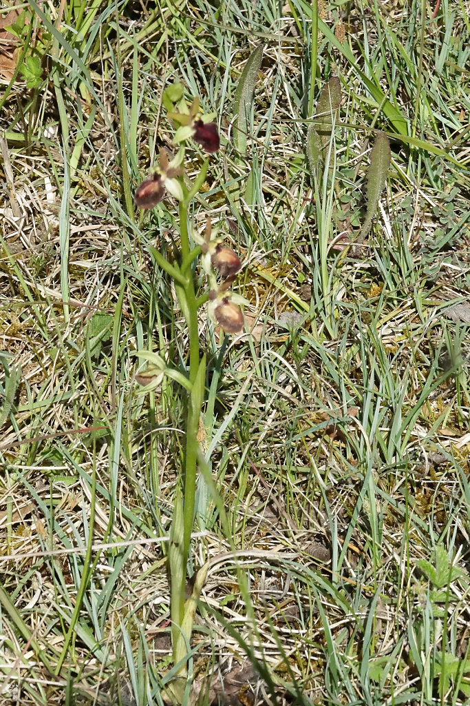 ophrys passionis