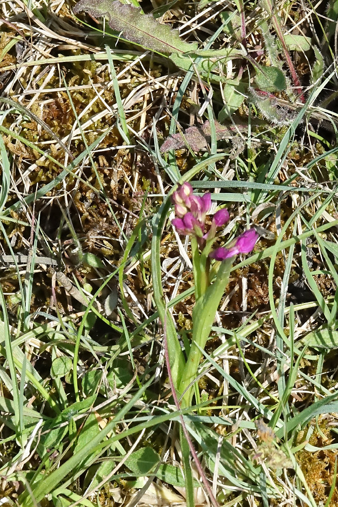 anacamptis laxifolia