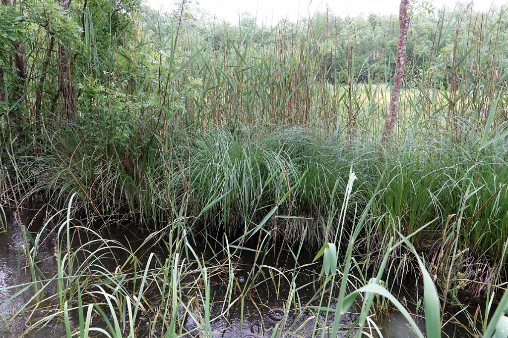 A la découverte du marais doux