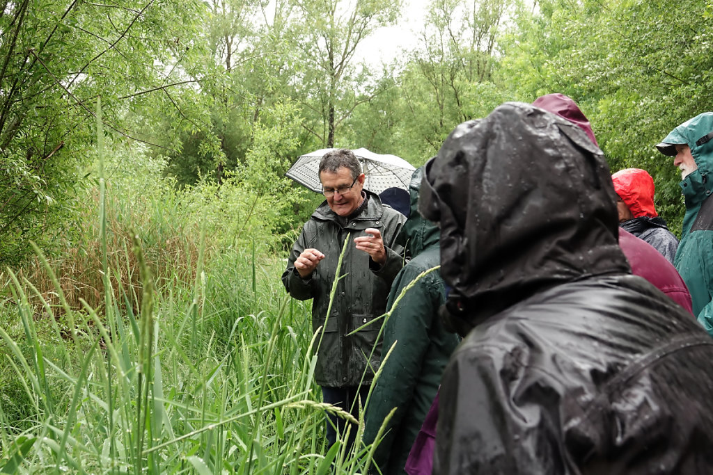 Tout l'art de caresser une feuille de carex dans le bon sens