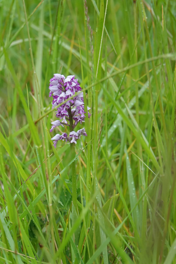 Orchis militaire