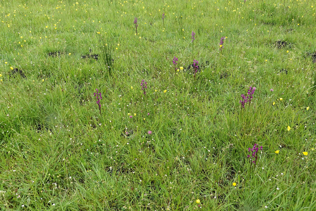 Anacamptis laxiflora