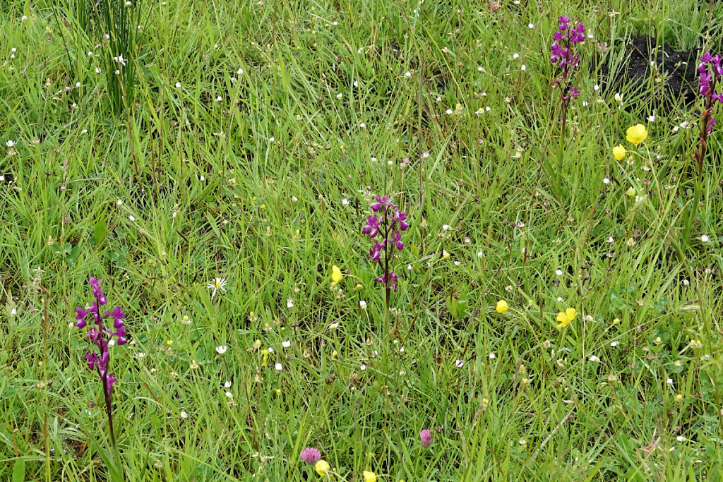 Anacamptis laxiflora