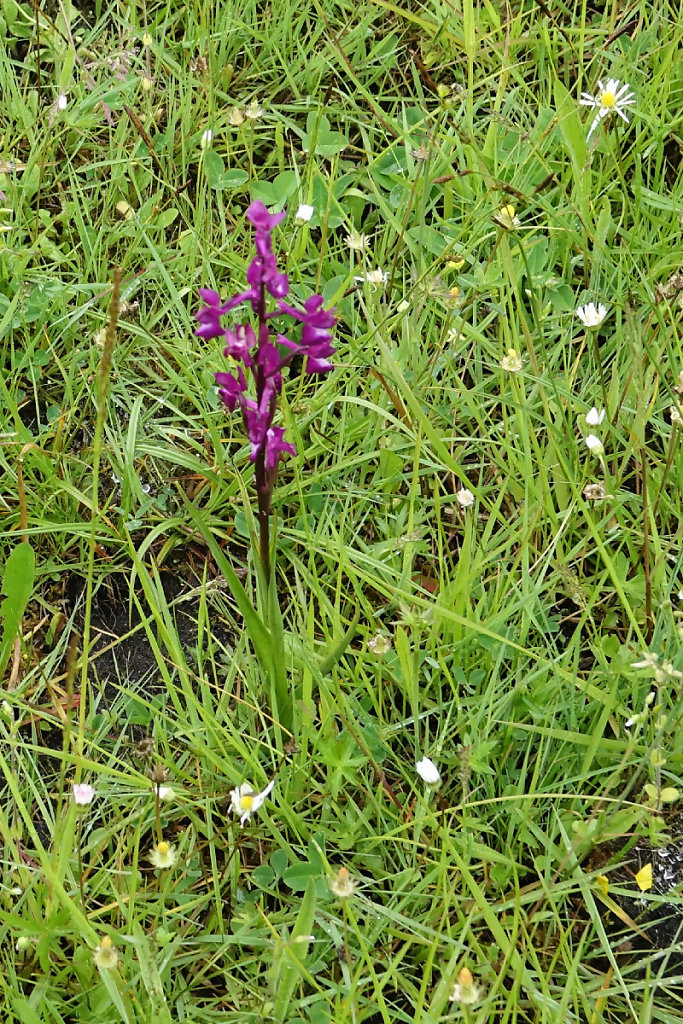Anacamptis laxiflora
