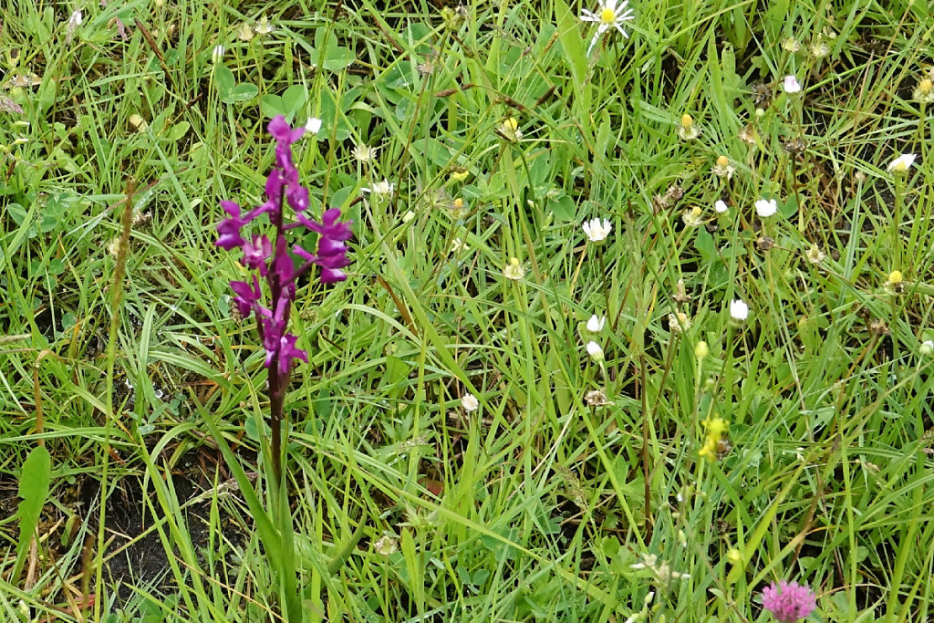 Anacamptis laxiflora