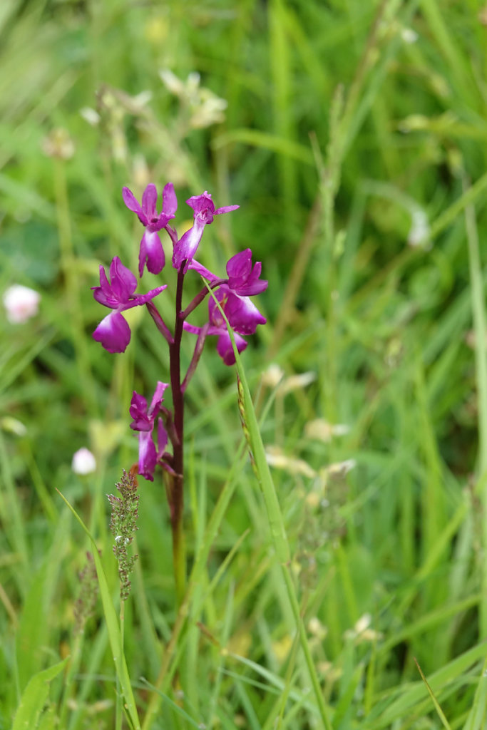 Anacamptis laxiflora