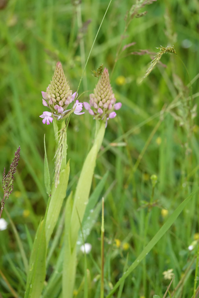 Orchis pyramidal