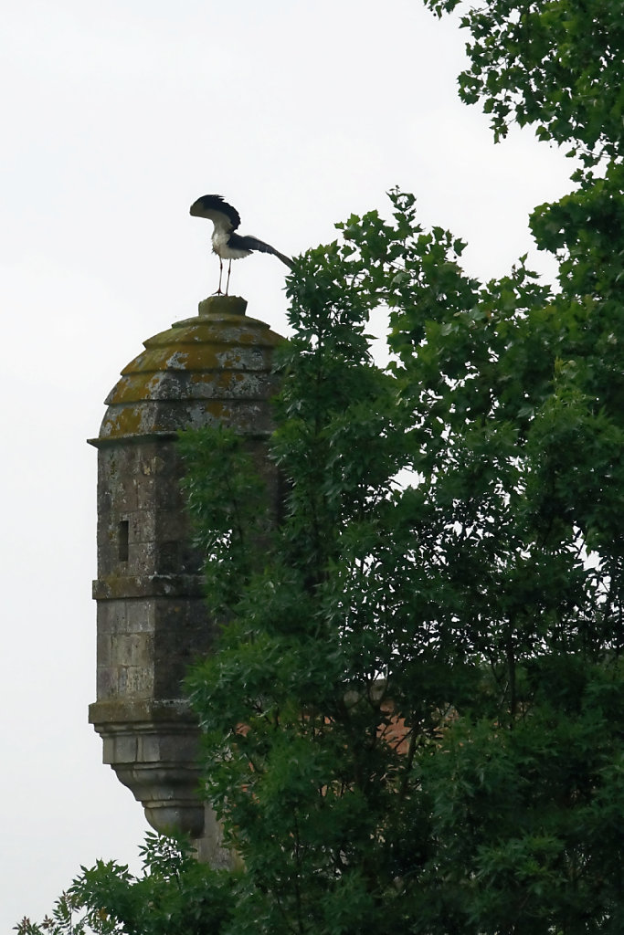 La cigogne, emblème des marais  charentais