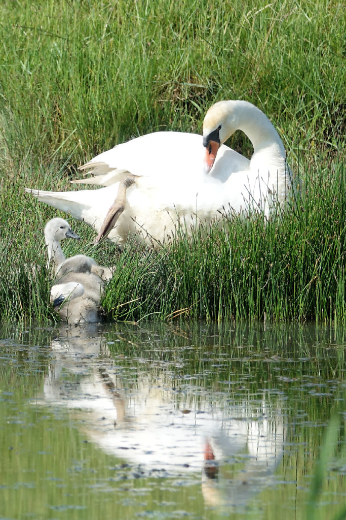 Famille de cygnes