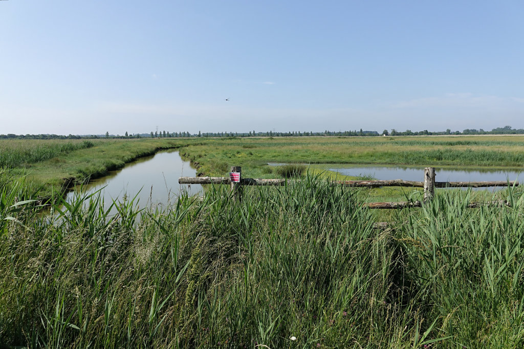 Roselières et prairies