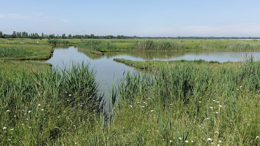 Gros plan sur le marais
