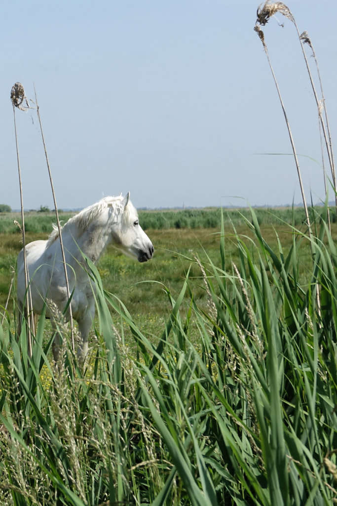 un cheval camarguais
