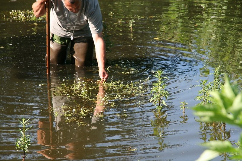 renoncules aquatiques