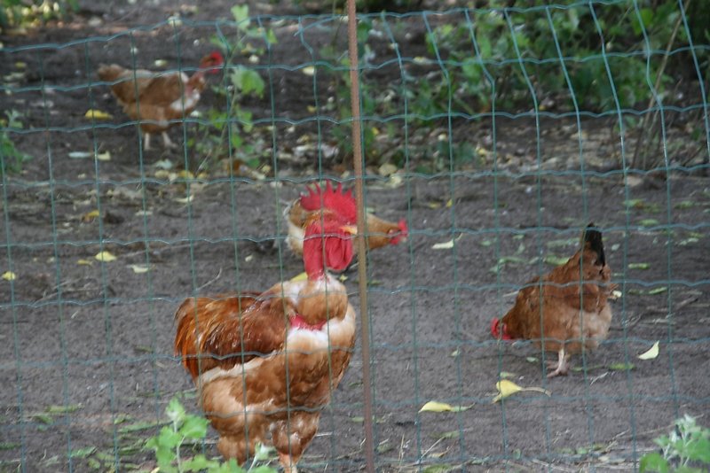 les poules et canards élevés en plein air