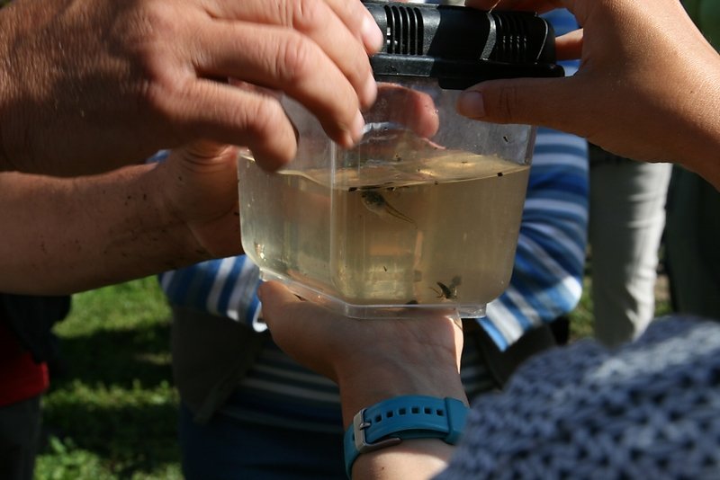 têtard rainette méridionale