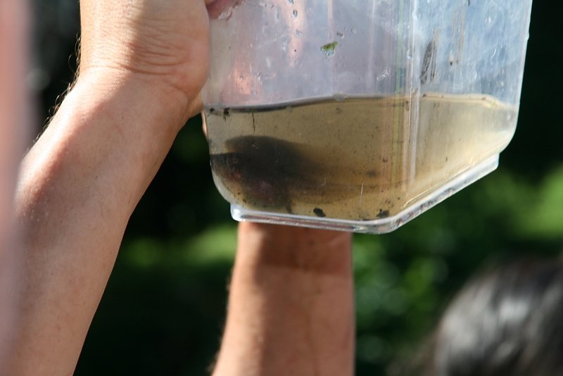 têtard de pélobate