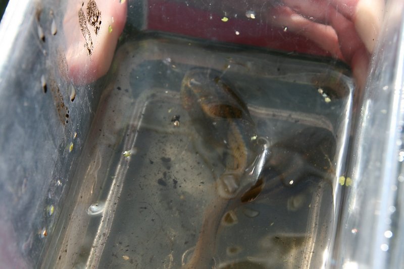 têtard de pélobate