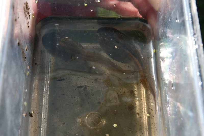 gros tétards pélobates