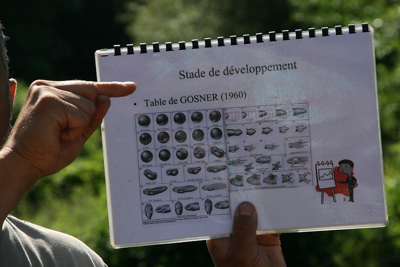 Table de développement des larves d'anoures