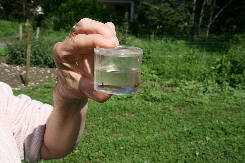 Larves triton palmé