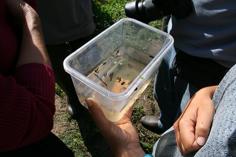 Beau coup  d'épuistte