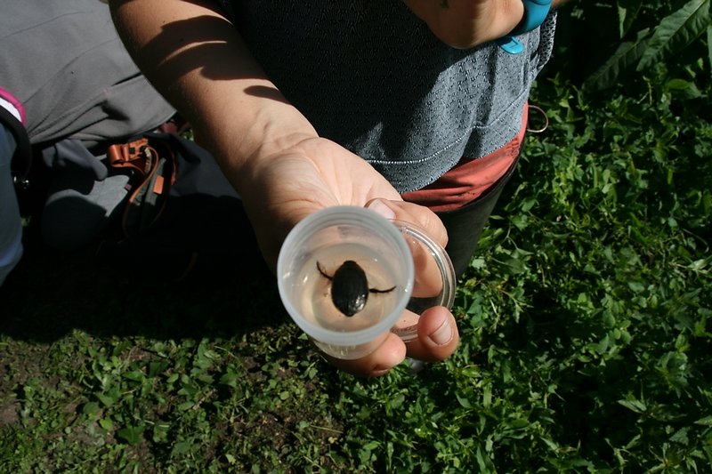 coléoptère aquatique