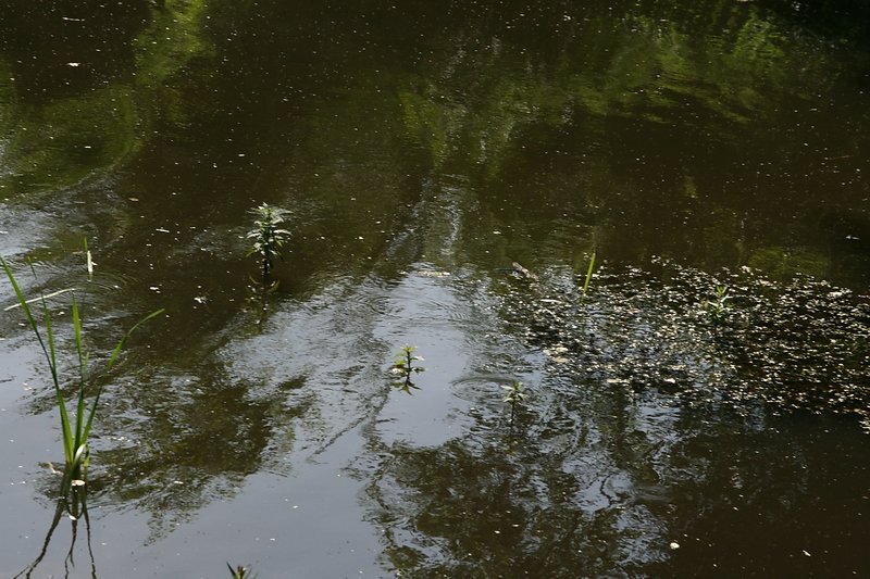 végétation hydrophile